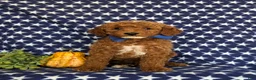 Cavapoo dogs for sale: Frazier Hypoallergenic - Ad 2