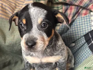 Australian Cattle Dog dogs Curly - Ad 40