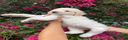 Goldendoodle dogs for sale: Daisy - Ad 6