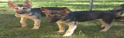 German Shepherd dogs for sale: German Shepherd 1 - Ad 2