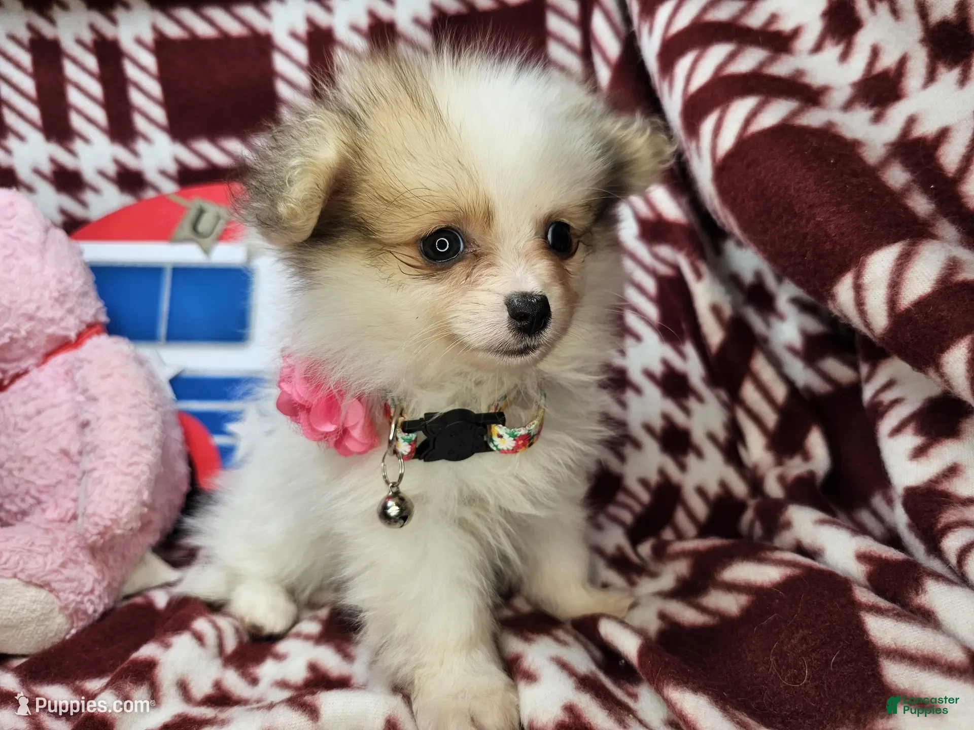 Pomeranian dogs for sale: Farra Faucet (4.5 lbs) - Ad 5