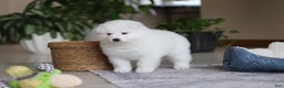 Samoyed dogs for sale: June - Ad 9