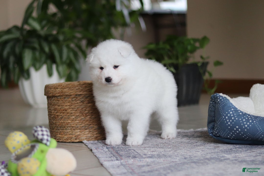 Samoyed dogs for sale: June - Ad 9