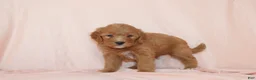 Goldendoodle dogs for sale: Weston - Ad 3