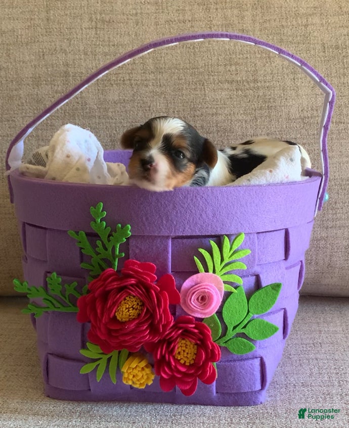 Biewer Terrier dogs Biewer Terrier Puppy 4 - Ad 2