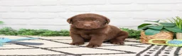 Labrador Retriever dogs for sale: Scar - Ad 3