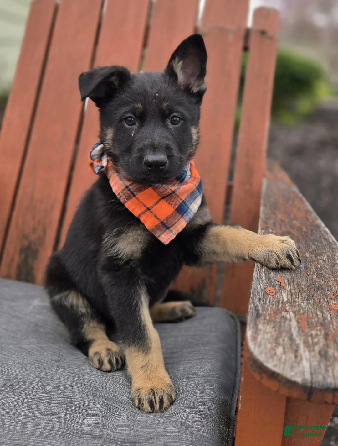 German Shepherd dogs for sale: Kyle - Ad 2