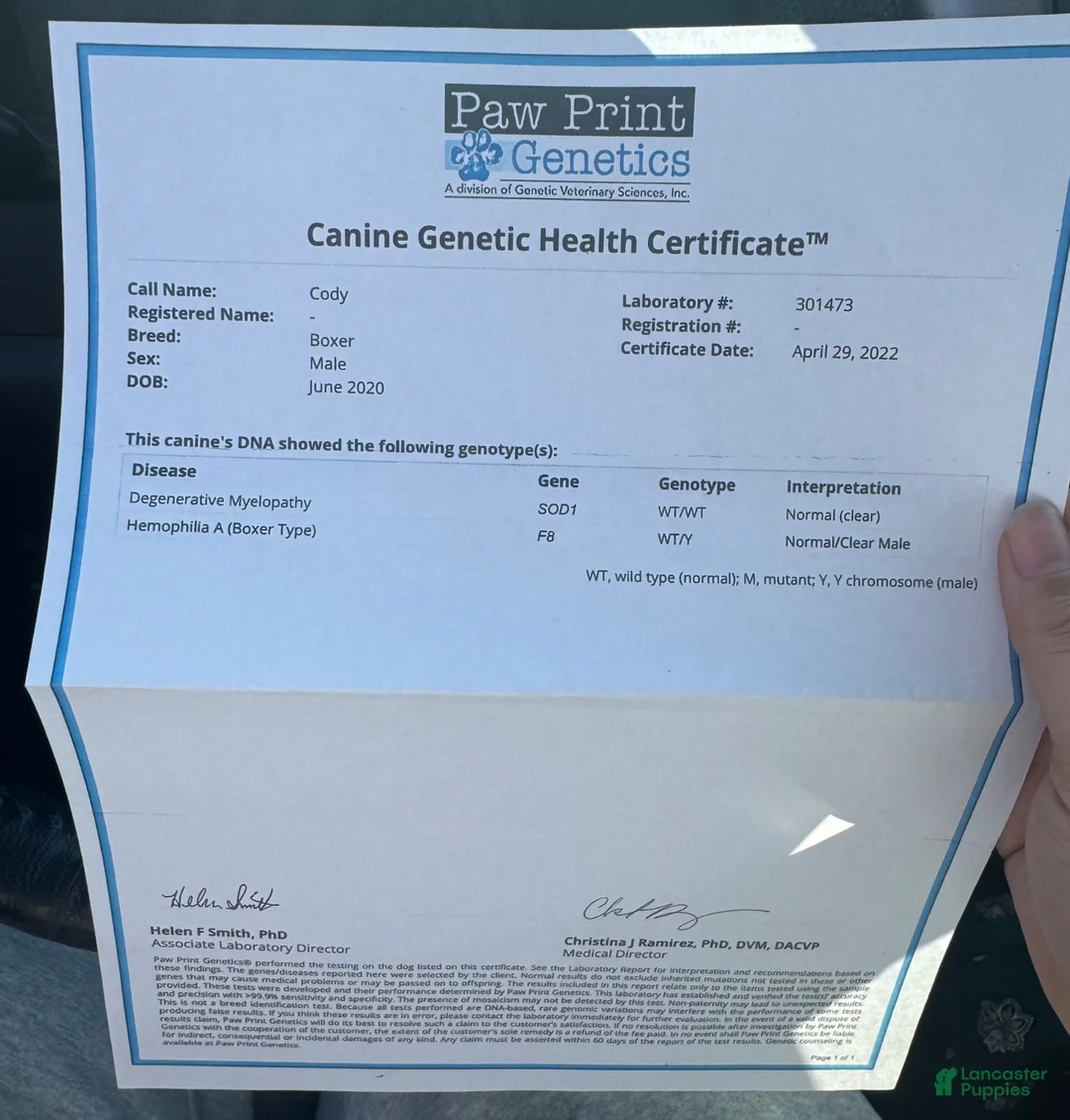 Boxer dogs for sale: Atlas - Ad 6