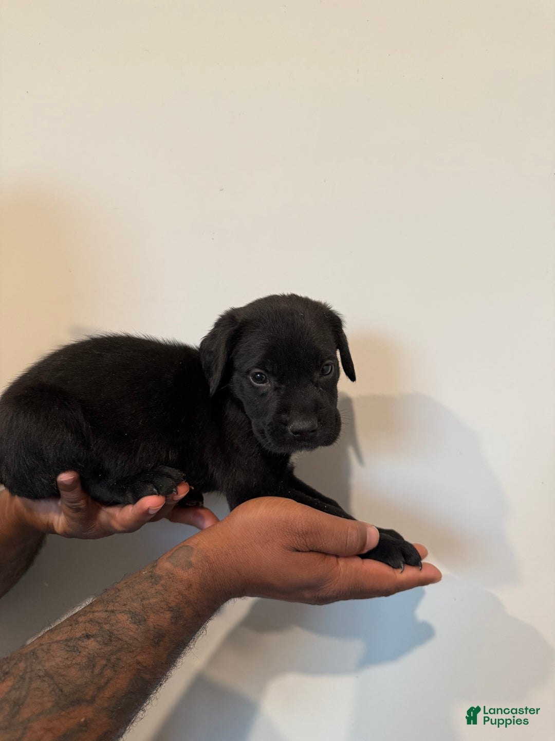 Cane Corso dogs for sale: Thor - Ad 5
