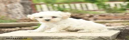 Bichpoo dogs for sale: Vladamer - Ad 3