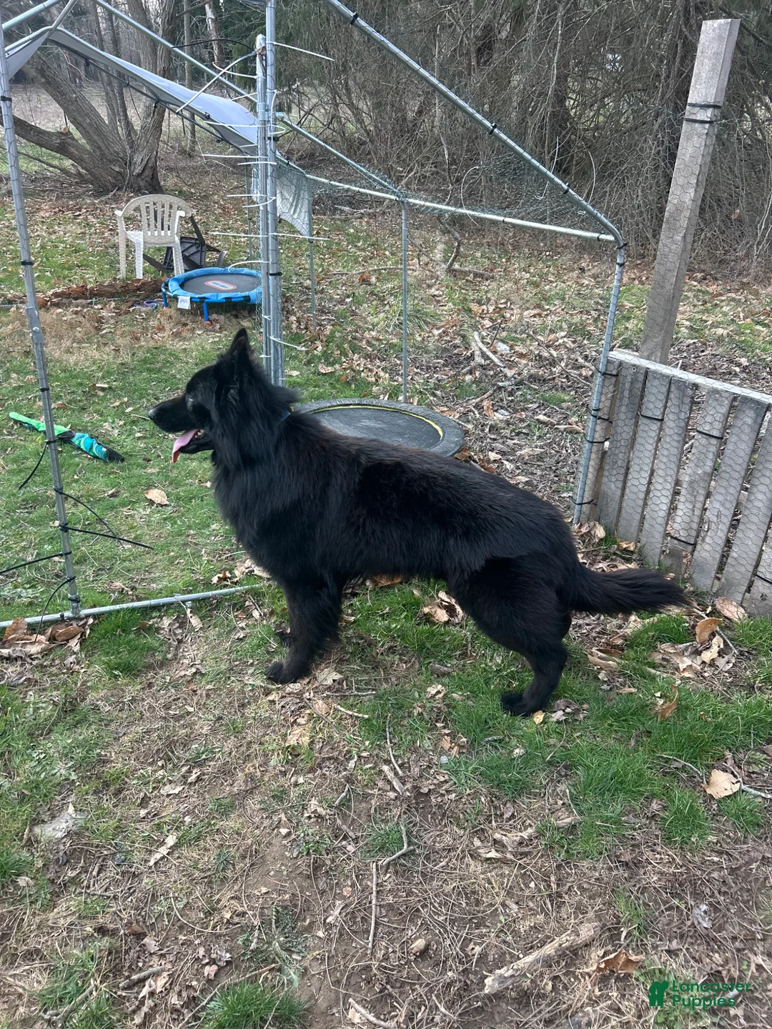 German Shepherd dogs for stud: German shepherd stud ( long haired )  - Ad 1