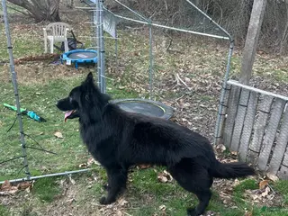 German Shepherd dogs German shepherd stud ( long haired ) - Ad 6