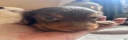 Dachshund dogs for sale: Gari-Long Hair - Ad 3