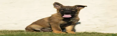 Fisher German Shepherd 