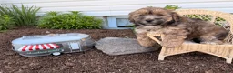 Shorkie dogs for sale: Pongo - Ad 4