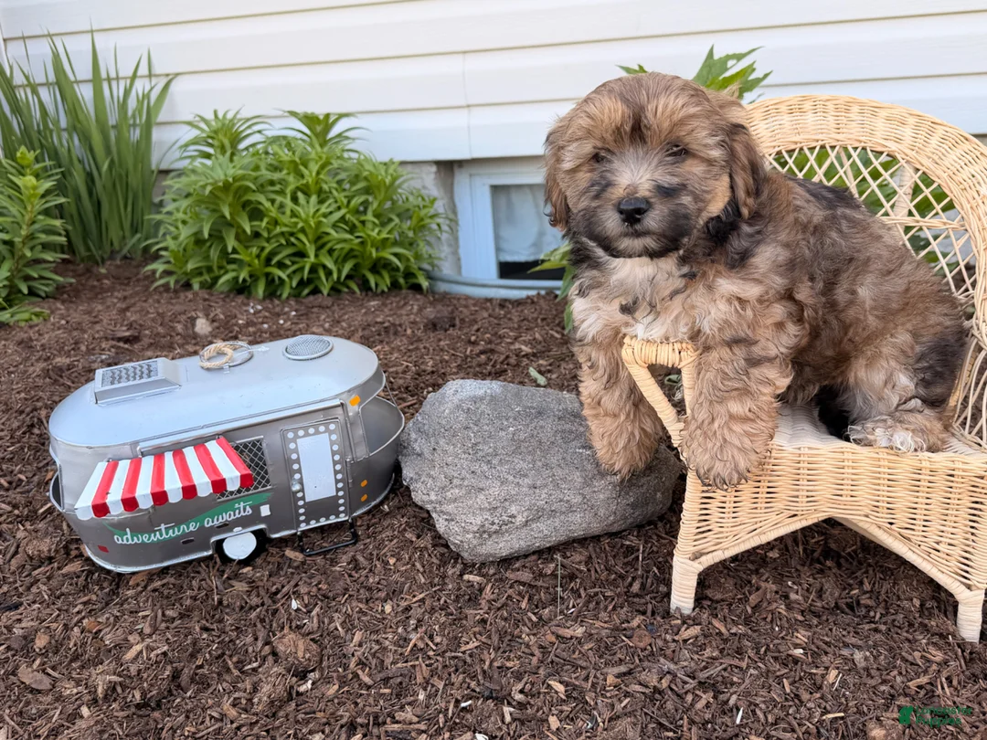 Shorkie dogs for sale: Pongo - Ad 4