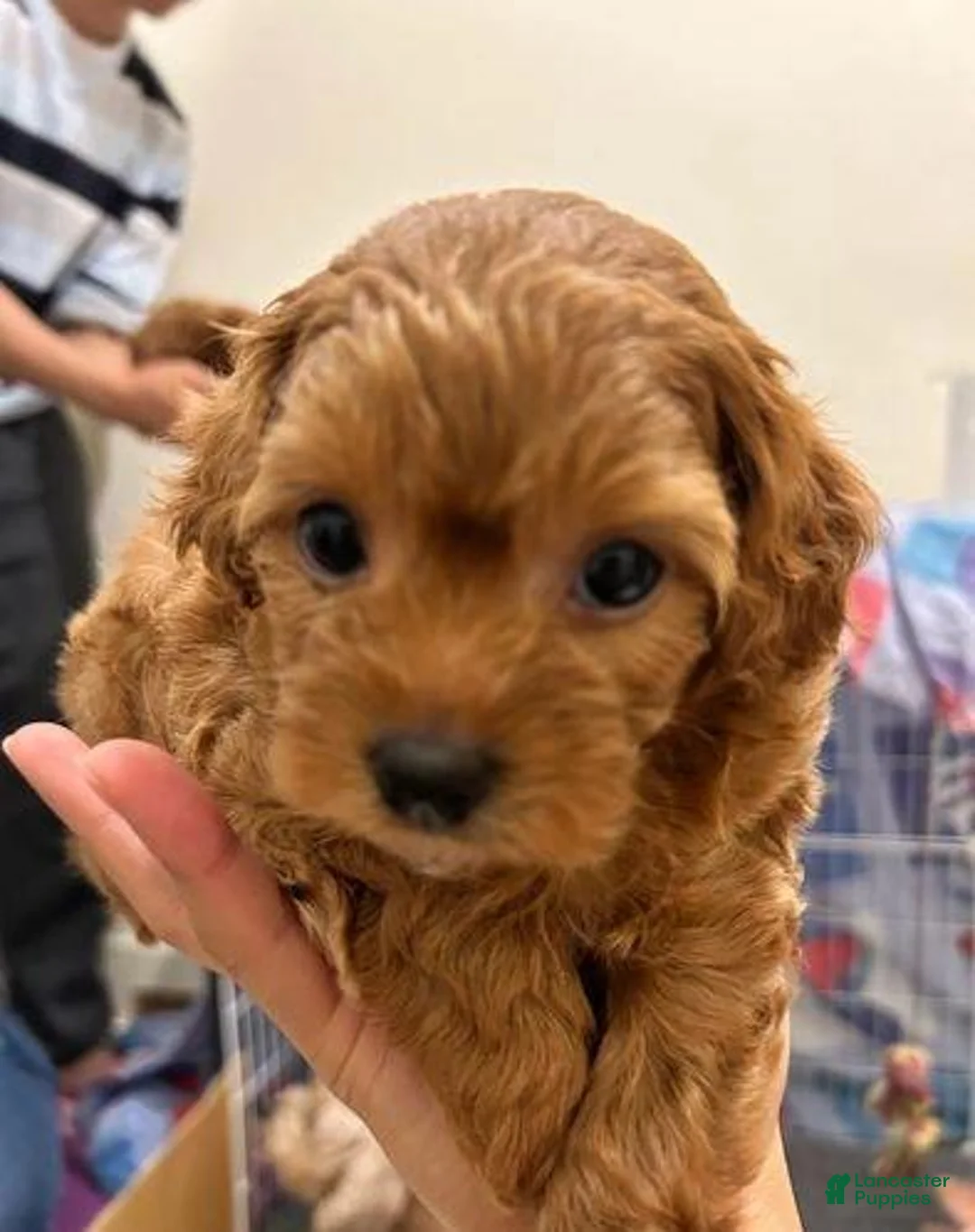 Cavapoo dogs for sale: Kate - Ad 4