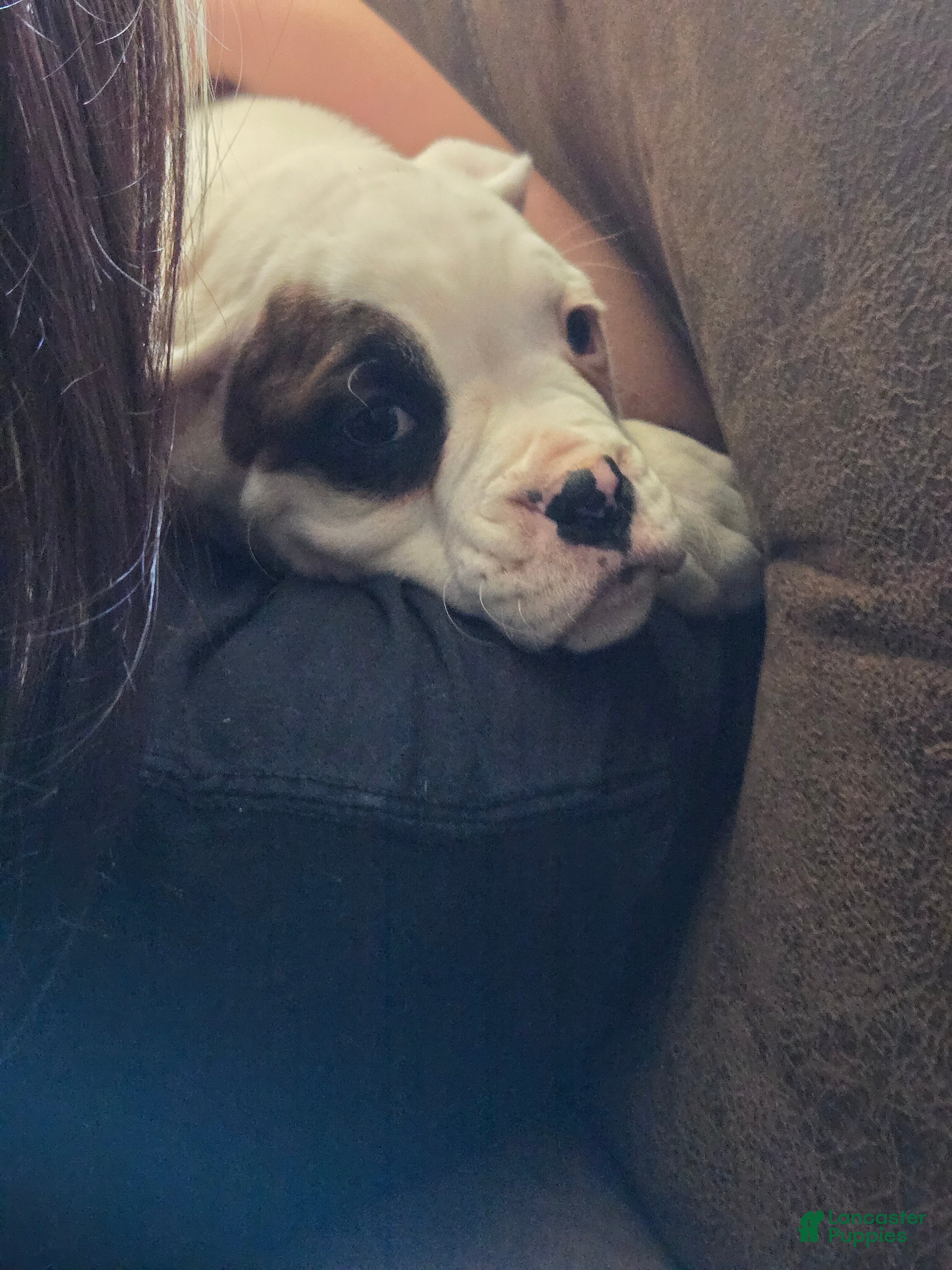 Boxer dogs Jimmy - Ad 41