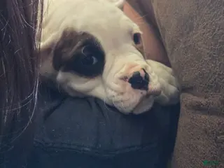 Boxer dogs Jimmy - Ad 41