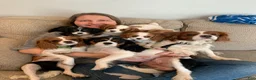 Cavalier King Charles Spaniel dogs for sale: Pistol Annie is looking for her GUARDIAN  - Ad 3