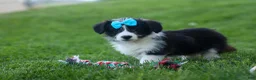 Corgipoo dogs for sale: NELSON - Ad 16