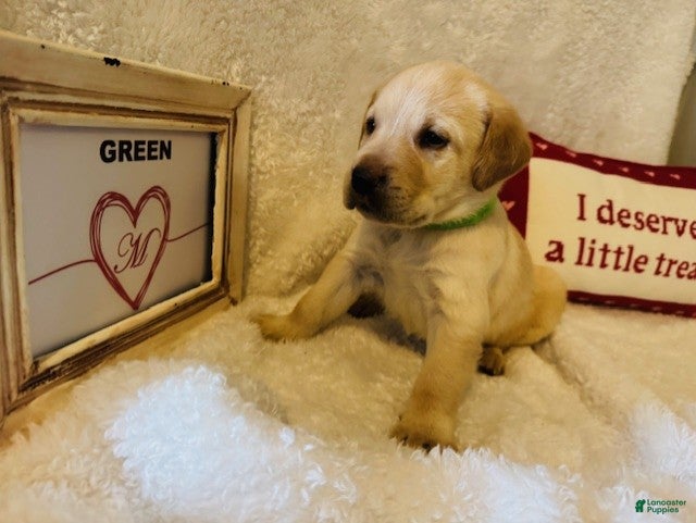 Labrador Retriever dogs Green Collar - Ad 30