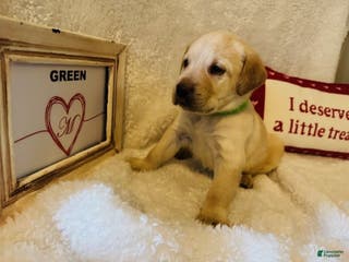 Labrador Retriever dogs Green Collar - Ad 5