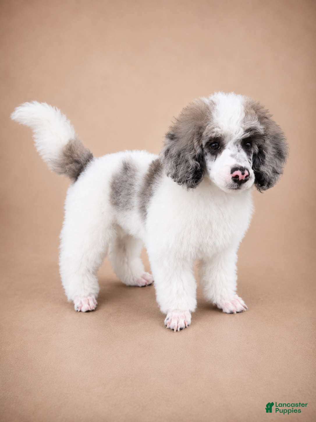 Miniature Poodle dogs Bear - Ad 1