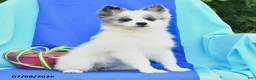 Pomeranian dogs for sale: Molly - Ad 4