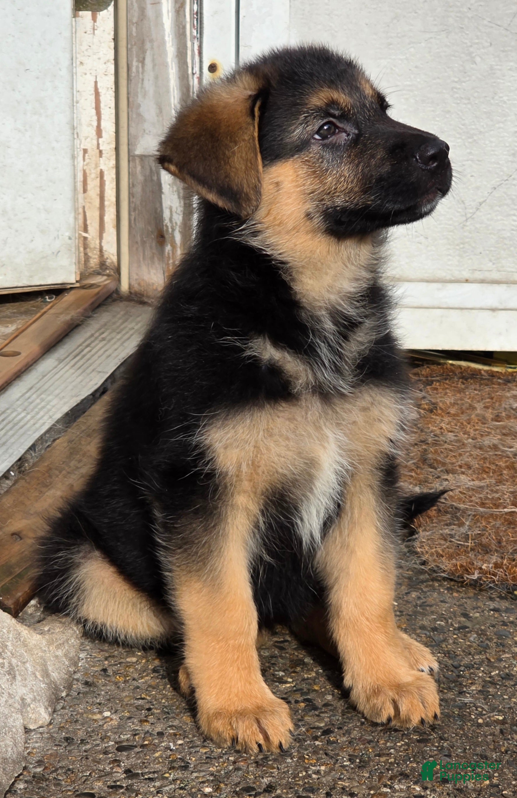 German Shepherd dogs RITA 🐾 - Ad 2