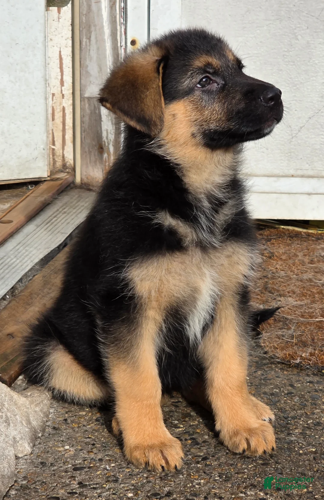 German Shepherd dogs for sale: RITA 🐾 - Ad 2
