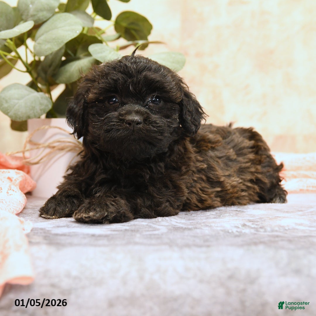 Teddy Bear dogs for sale: Mako - Ad 4