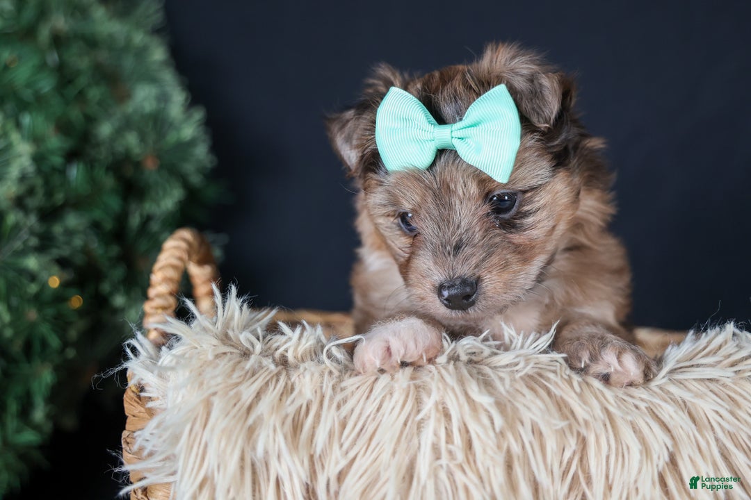 Mini Aussiedoodle dogs for sale: Gunner - Ad 5