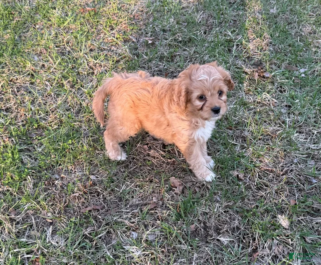 Cavapoo dogs for sale: Rocco - Ad 2
