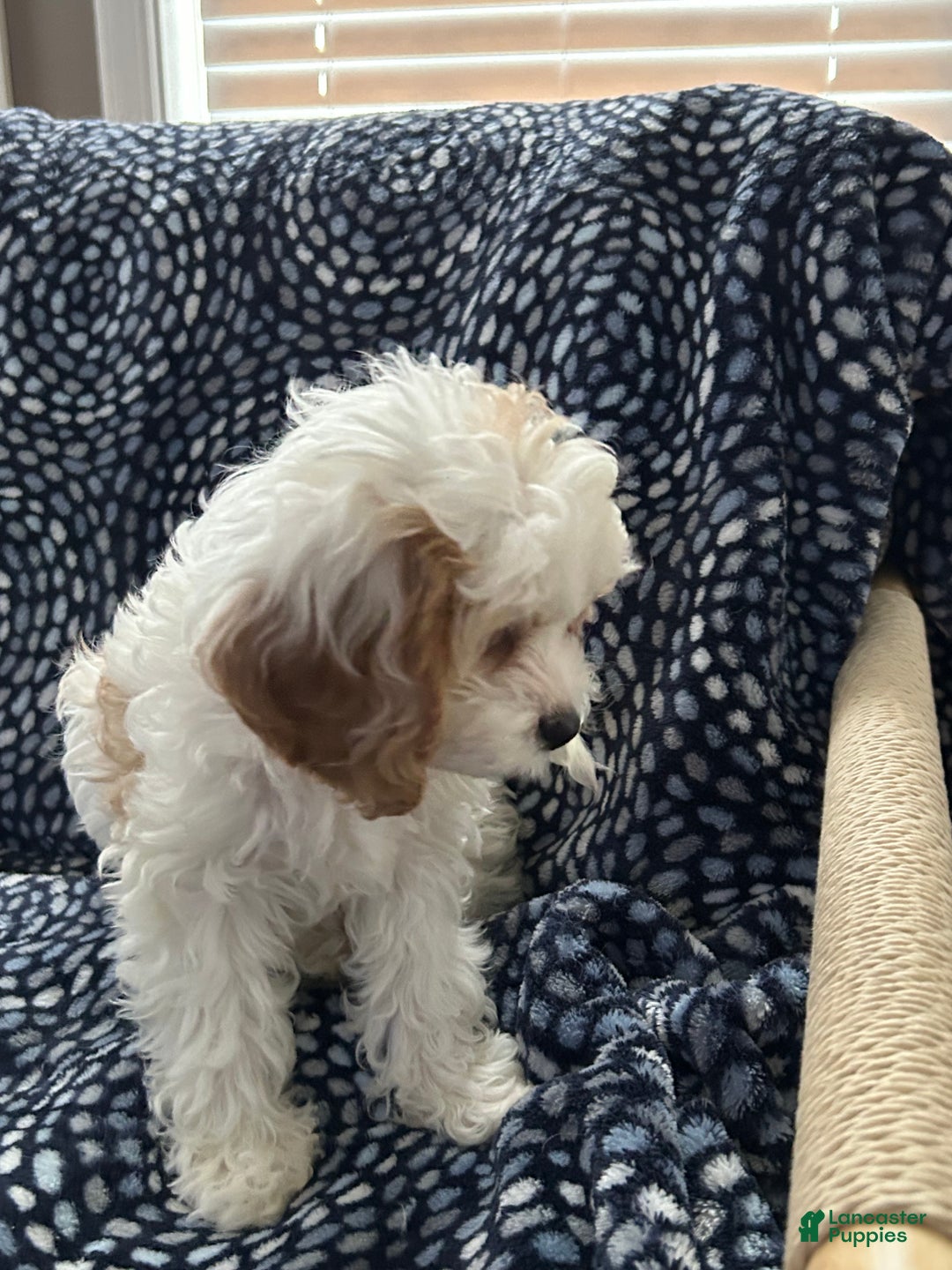 Cavapoo dogs for sale: Cavapoo Puppy 1 - Ad 6