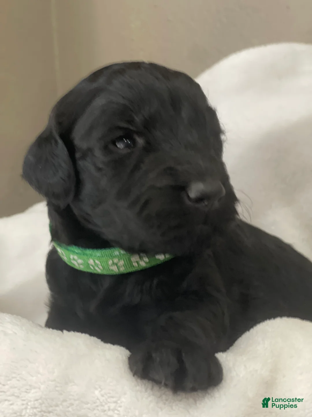 Goldendoodle dogs for sale: Green Collar Male - Ad 2
