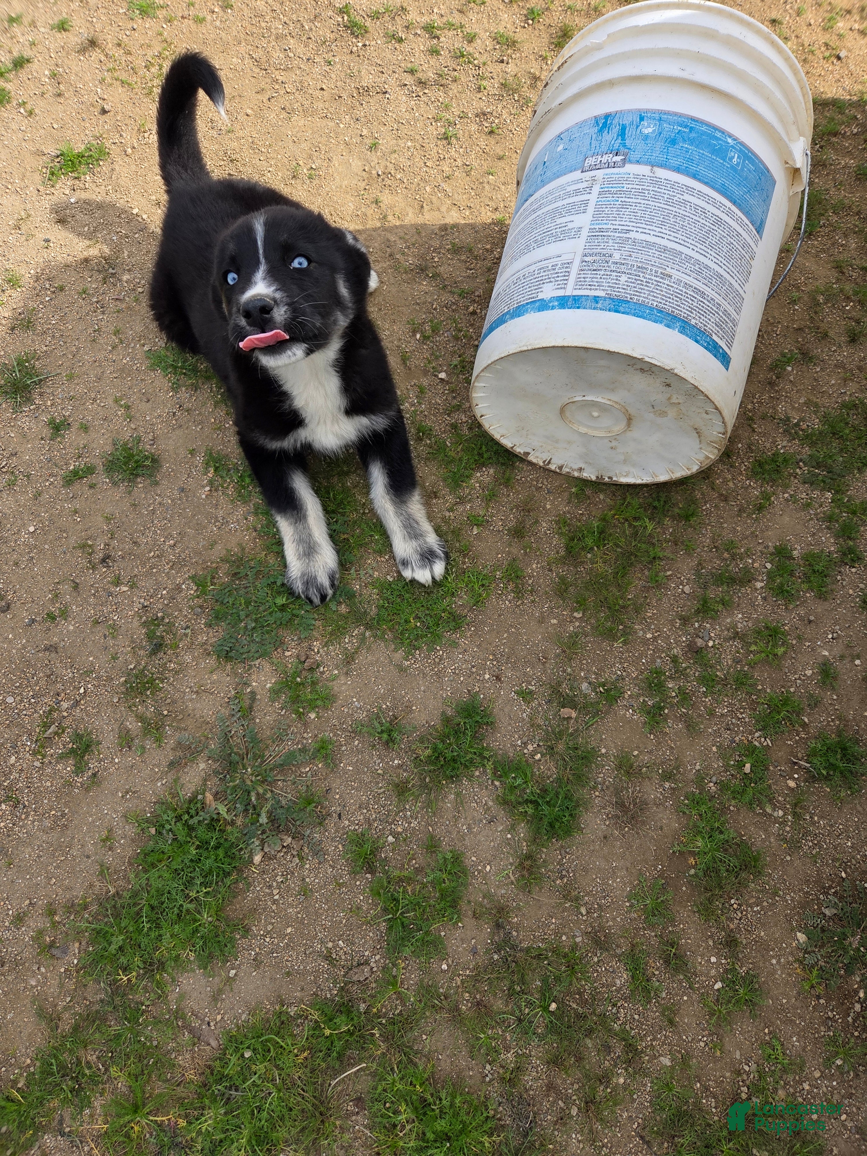 Gerberian Shepsky dogs Gerberian Shepsky Puppy 3 - Ad 13