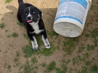 Gerberian Shepsky dogs Gerberian Shepsky Puppy 3 - Ad 2