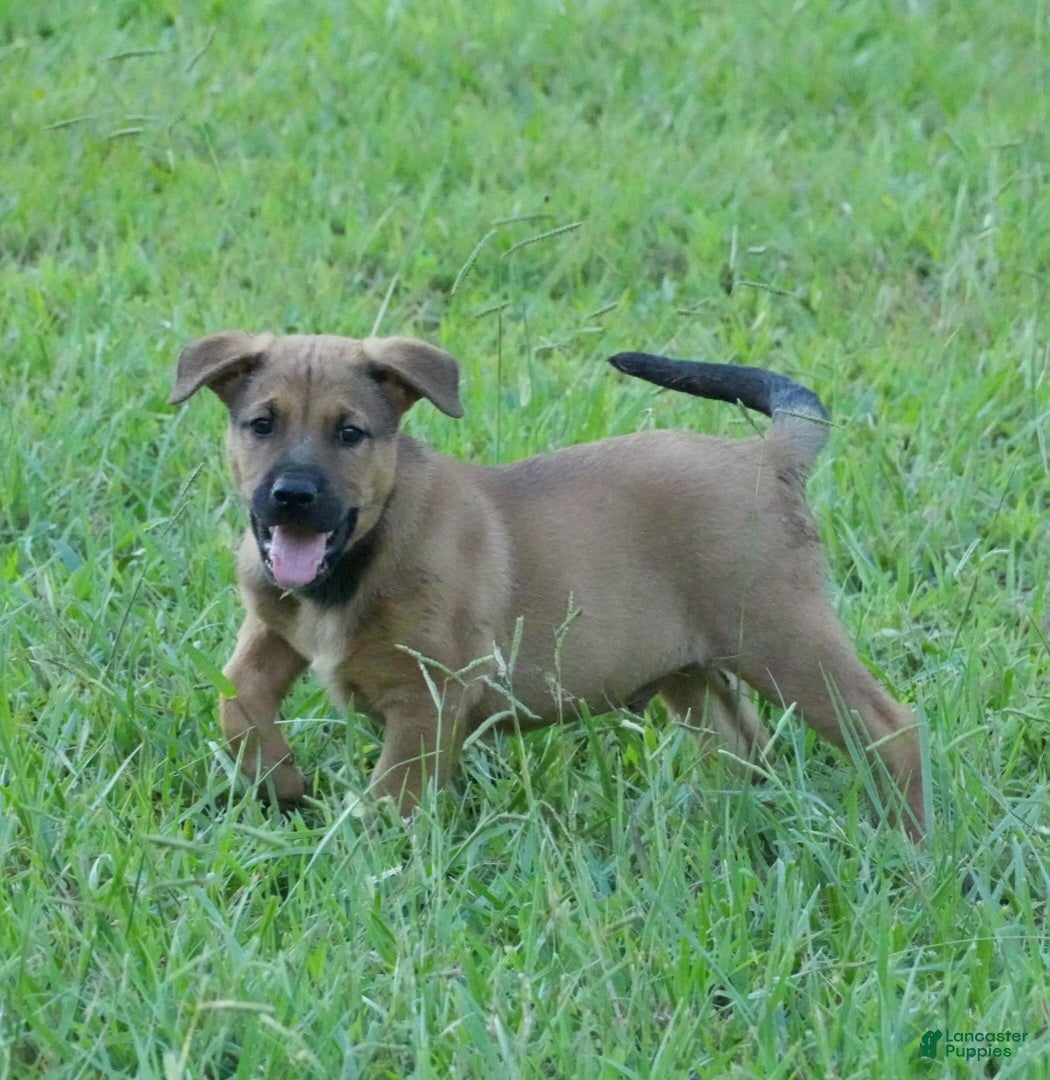 Mixed Breed dogs Chance  - Ad 28