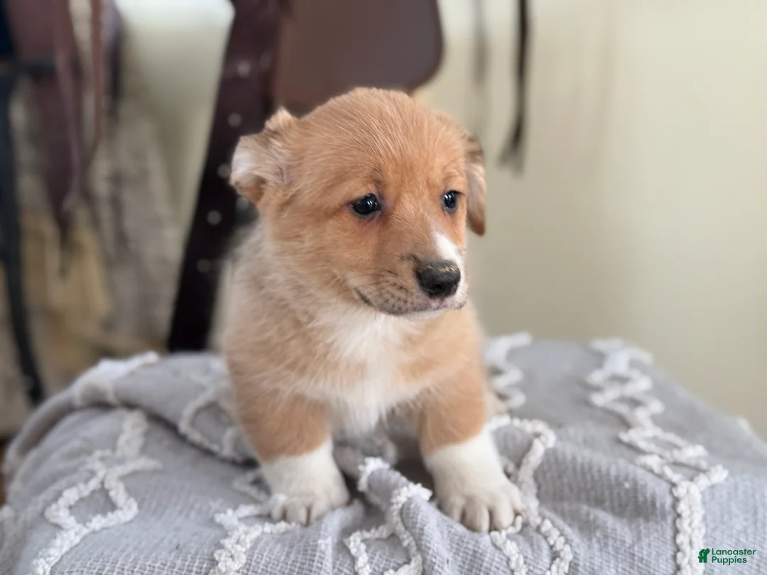 Welsh Corgi Pembroke dogs for sale: Finch - Ad 3