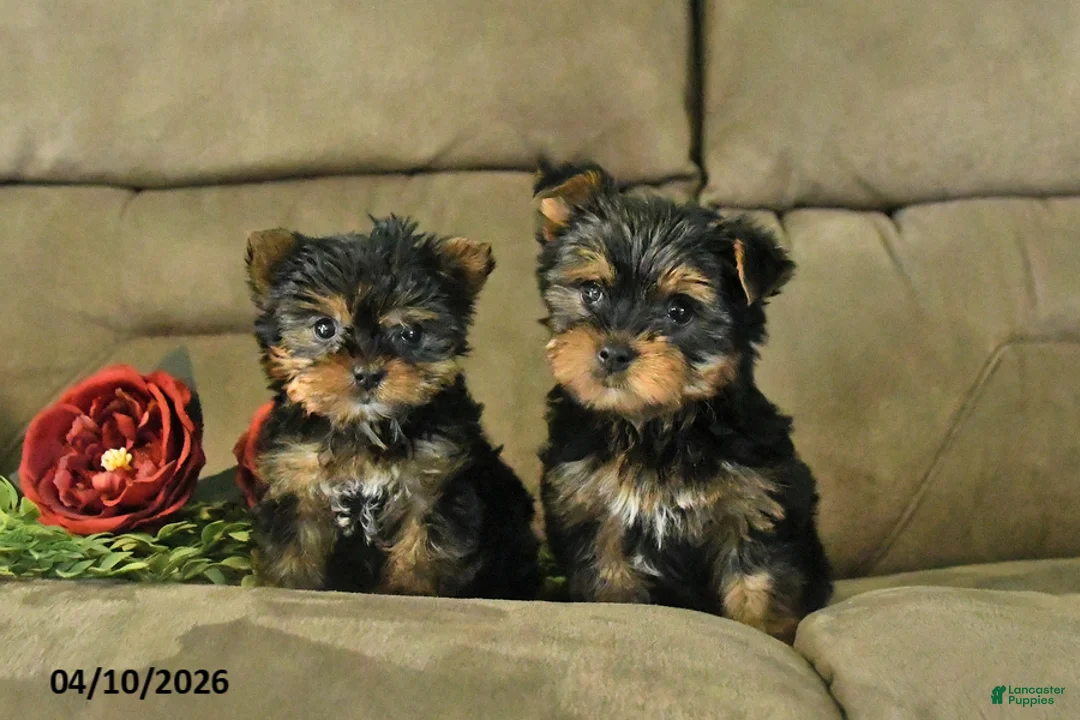 Yorkshire Terrier dogs for sale: Chester - Ad 3