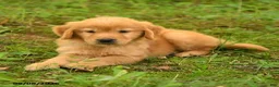 Golden Retriever dogs for sale: Dalton - Ad 2