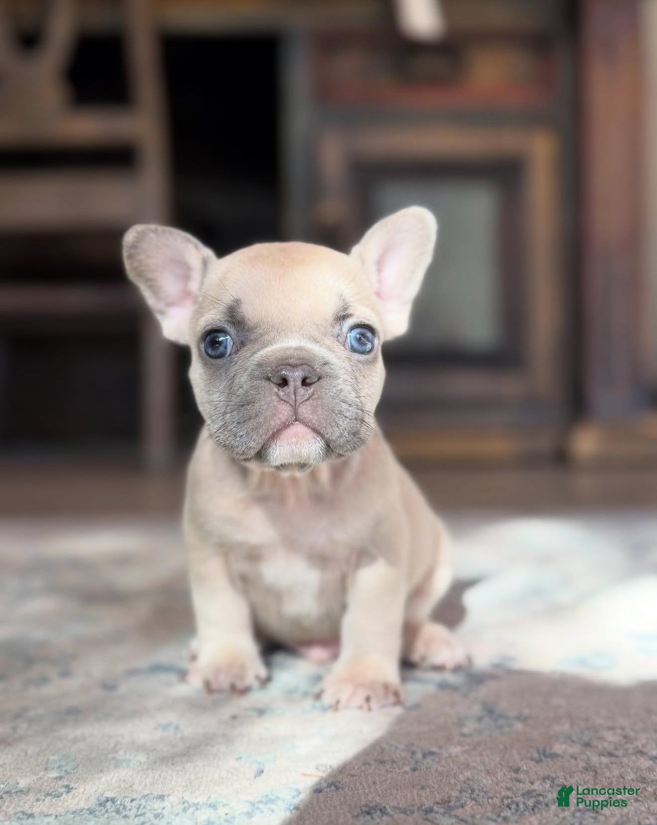 Champion French Bulldog Puppies for sale Lancaster Puppies