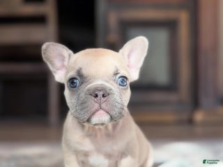 French Bulldog dogs - Ad 3