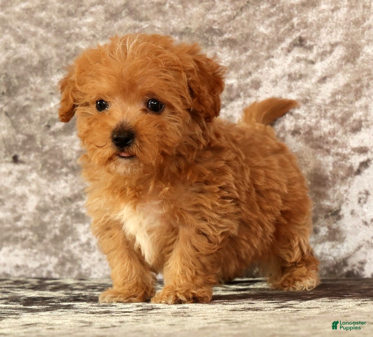 Havapoo dogs Keith - Ad 1