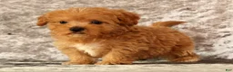 Havapoo dogs for sale: Keith - Ad 1