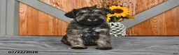 Miniature Schnauzer dogs for sale: Mindy - Ad 3