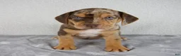 Beabull dogs for sale: Murphy - Ad 1