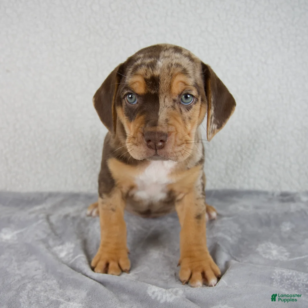 Beabull dogs for sale: Murphy - Ad 1