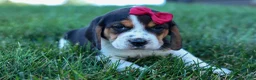 Beagle dogs for sale:  Cody 🐾🐶 - Ad 12